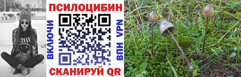 где можно купить наркотик  Полевской  Галлюциногенные грибы Cubensis 